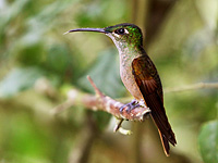 Brazilian Ruby (Clytolaema rubricauda)