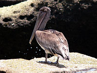 Brown Pelican (Pelecanus occidentalis)