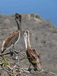 Brown Pelican (Pelecanus occidentalis)