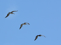Brown Pelican (Pelecanus occidentalis)