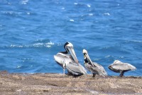 Brown Pelican (Pelecanus occidentalis)