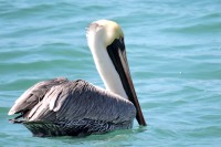 Brown Pelican (Pelecanus occidentalis)