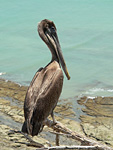 Brown Pelican (Pelecanus occidentalis)