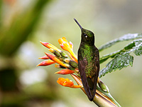 Fahlschwanzkolibri (Boissonneaua flavescens)