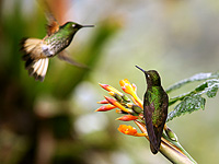 Fahlschwanzkolibri (Boissonneaua flavescens)