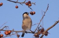 Eurasian Bullfinch (Pyrrhula pyrrhula)