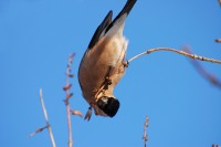 Eurasian Bullfinch (Pyrrhula pyrrhula)