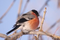Eurasian Bullfinch (Pyrrhula pyrrhula)