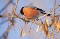 Eurasian Bullfinch (Pyrrhula pyrrhula)