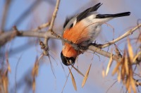 Eurasian Bullfinch (Pyrrhula pyrrhula)