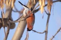 Eurasian Bullfinch (Pyrrhula pyrrhula)