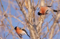 Eurasian Bullfinch (Pyrrhula pyrrhula)