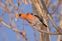 Eurasian Bullfinch (Pyrrhula pyrrhula)