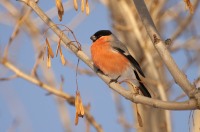 Eurasian Bullfinch (Pyrrhula pyrrhula)