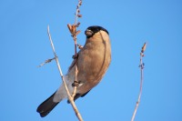 Eurasian Bullfinch (Pyrrhula pyrrhula)