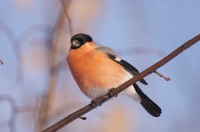 Eurasian Bullfinch (Pyrrhula pyrrhula)