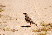 Calandra Lark (Melanocorypha calandra)