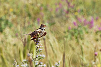 Calandra Lark (Melanocorypha calandra)