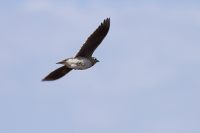Calandra Lark (Melanocorypha calandra)