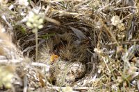 Calandra Lark (Melanocorypha calandra)