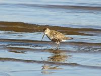 Calidrid (Calidris alpina)