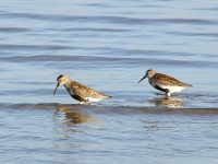 Calidrid (Calidris alpina)