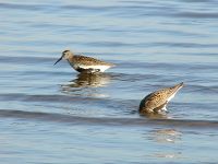 Calidrid (Calidris alpina)