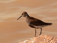 Calidrid (Calidris alpina)
