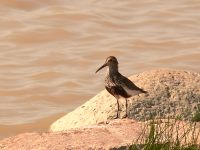 Calidrid (Calidris alpina)