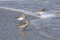 Calidrid (Calidris alpina)
