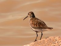 Calidrid (Calidris alpina)