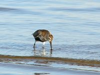 Calidrid (Calidris alpina)