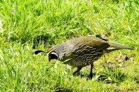 California quail (Callipepla californica)