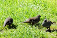California quail (Callipepla californica)