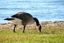 Canada Goose (Branta canadensis)