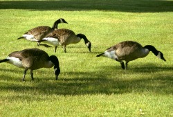 Canada Goose (Branta canadensis)