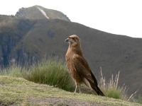 Carunculated Caracara (Phalcoboenus carunculatus)