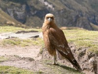 Carunculated Caracara (Phalcoboenus carunculatus)
