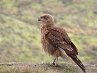 Carunculated Caracara (Phalcoboenus carunculatus)