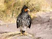 Carunculated Caracara (Phalcoboenus carunculatus)