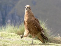 Carunculated Caracara (Phalcoboenus carunculatus)