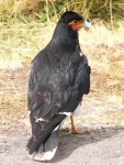 Carunculated Caracara (Phalcoboenus carunculatus)