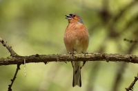 Chaffinch (Fringilla coelebs)