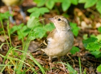 Chaffinch (Fringilla coelebs)