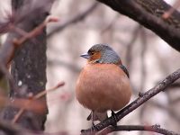 Chaffinch (Fringilla coelebs)