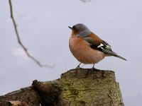 Chaffinch (Fringilla coelebs)
