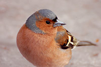 Chaffinch (Fringilla coelebs)