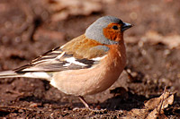 Chaffinch (Fringilla coelebs)