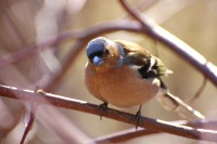 Chaffinch (Fringilla coelebs)