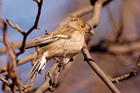 Chaffinch (Fringilla coelebs)